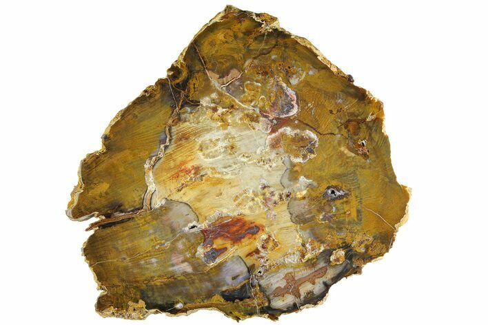 Colorful, Hubbard Basin Petrified Wood Slab - Nevada #180228